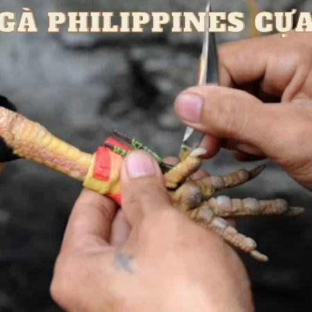 Đá gà Philippines cựa dao và những thông tin bổ ích cho bạn